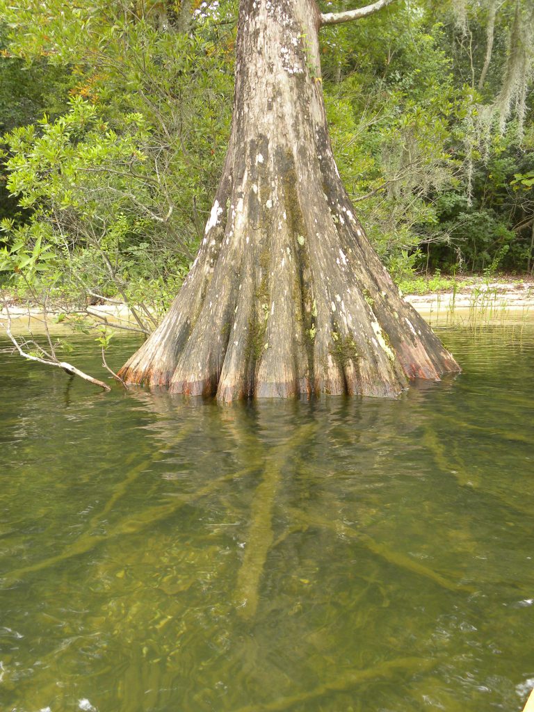 Santee Cooper Lakes Marion and Moultrie