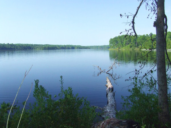 Lake Juniper