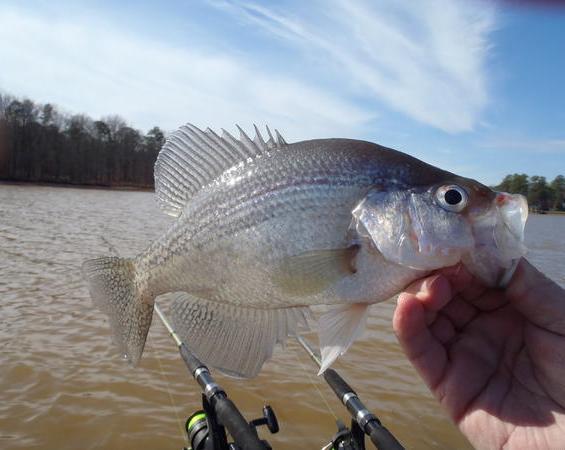 Lake Greenwood - Midlands of South Carolina