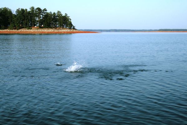 Lake Hartwell - Western border between Georgia and South Carolina