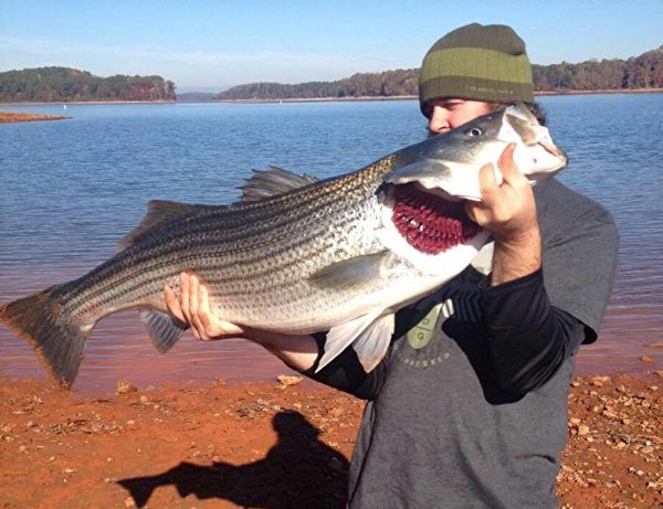 Lake Hartwell - Western border between Georgia and South Carolina