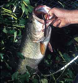 Lake Russell - US Army Corps of Engineers