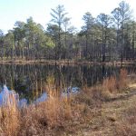 Flory Pond Video – Carolina Sandhills