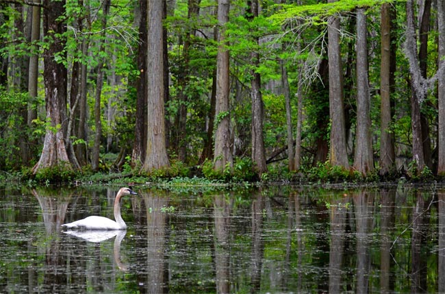 Swan Lake Iris Gardens