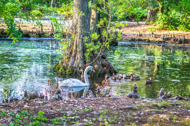 Swan Lake Iris Gardens