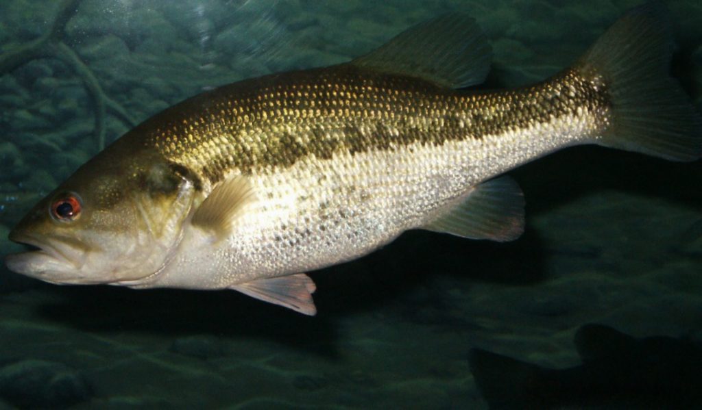 Largemouth bass at Lake John D. Long (illustration: USFWS, public domain).